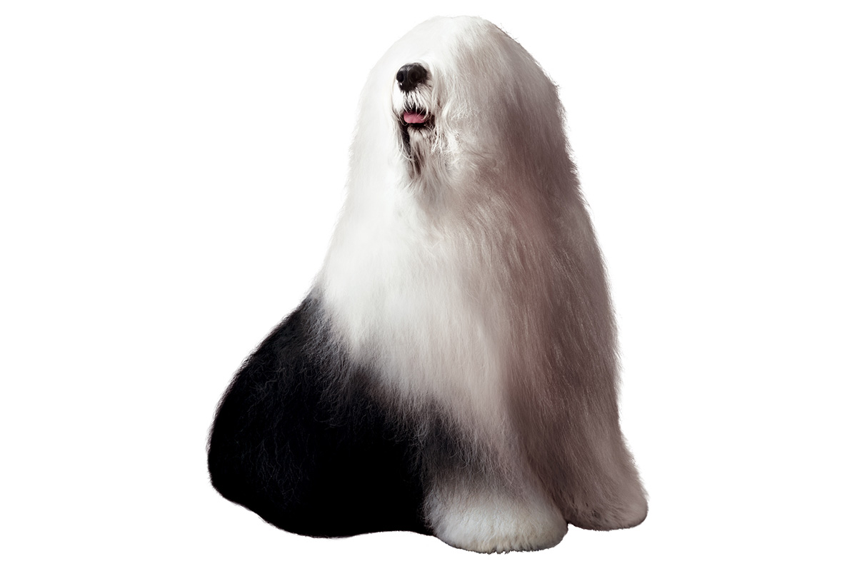 Dulux dog